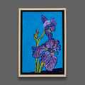 Electric Irises Z5
